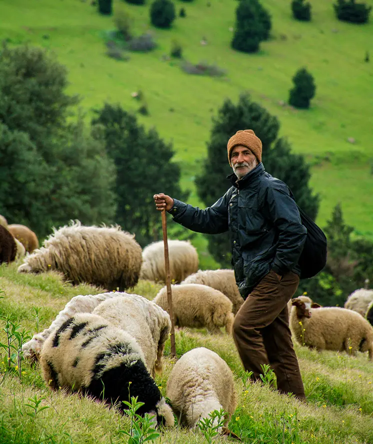 territorio pecore